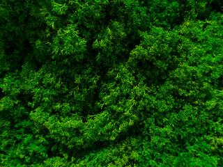 moss texture, forest background, green moss