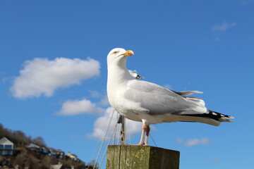 seagull 