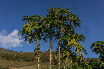 Image of a mountain papaya crop, with many ripe fruits ready to be harvested in the Colombian Andes in Valle del Cauca Colombia