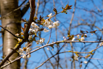 Colors of spring: Branch of a wild cherry tree, Prunus avium, with white blossoms against deep blue sky, selective focus, shallow depth of field