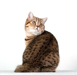 Red british cat sitting and looing back on white background
