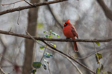 northern cardinal (Cardinalis cardinalis) in fall	