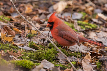 northern cardinal (Cardinalis cardinalis) in fall	