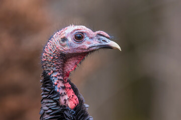 wild turkey portrait	
