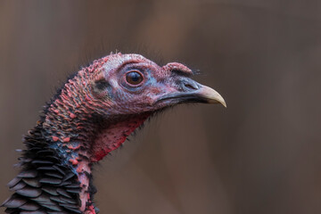 wild turkey portrait	
