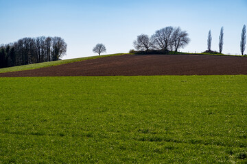View over deep green meadows and fields to the horizon with a group of trees on a hill, blue sky, spring