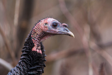 wild turkey portrait	
