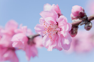 ピンク色の桃の花のアップ	