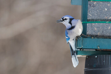 blue jay (Cyanocitta cristata) in fall