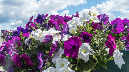 Close-up view of blooming white, violet and purple petunias against the classic blue sky with clouds. Decoration with flowers of city streets.