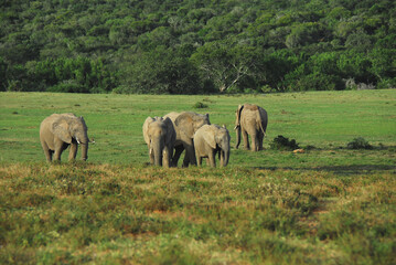 Africa- A Group of Wild Elephants Together in a Savannah