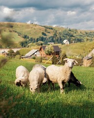Obraz premium Sheep in Ukrainian Carpathians