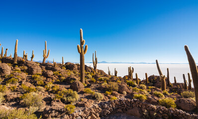 Big cactus on Incahuasi island, salt flat Salar de Uyuni, Altiplano, Bolivia