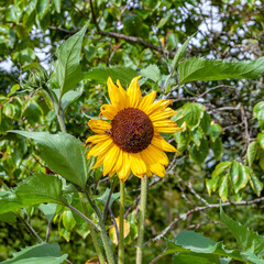 Bright sunflower flower with a bee against a background of slightly blurred greens of bushes and trees on a warm sunny day of early autumn