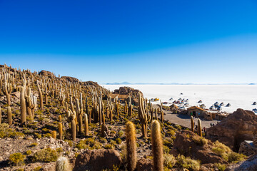 Big cactus on Incahuasi island, salt flat Salar de Uyuni, Altiplano, Bolivia
