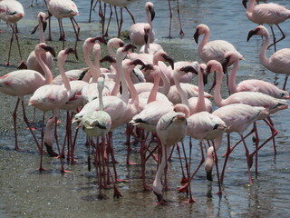 Greater Flamingos at the Walvis Bay coast, Namibia.