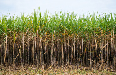 Sugar cane in the fields ready for harvest and send to the sugar factory