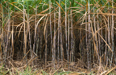 Obraz premium Sugar cane in the fields ready for harvest and send to the sugar factory