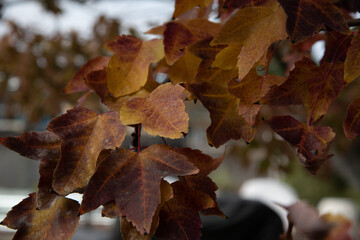 Fall Leaves