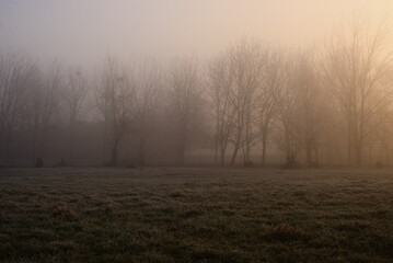 Obraz na płótnie Canvas Trees in the fog, autumn morning 