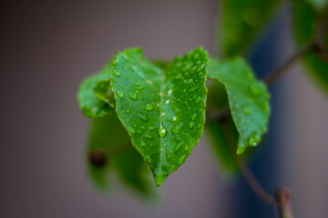raindrop on leaf of plants