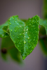 Fototapeta premium raindrop on leaf of plants