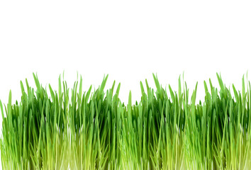Fototapeta premium green leaf border of sprouted cereals, grass isolated on white background