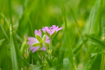 A pretty Doves-foot Cranesbill, Geranium molle, growing in a wildflower meadow with a green grass bokeh background
