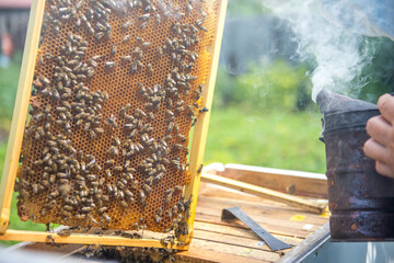 The beekeeper checks the hive