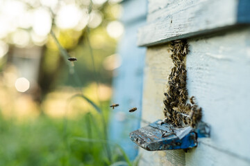 Bees fly out and return to the hive in the summer. Flight of bees near the hive in the garden.