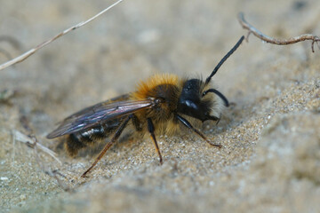 Close up of the male of the red tawny mining bee , Andrena fulva. They can be recognized by their foxy red haris, white moustache and the thorn on the hook of the cheeks.