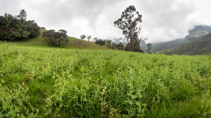 Fototapeta na wymiar Pea crop ready to be harvested in Barragán Valle del Cauca Colombia.