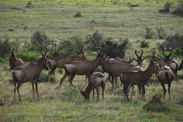 Africa- Close Up of a Herd of Red Hartebeest Antelopes Grazing