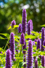 Inflorescences of the herbal plant Anis-ysop in sunlight, shallow depth of field, selective focus