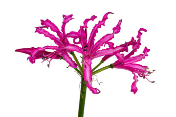 Detailed view of a pink composed beautiful Nerine flower or Guernsey lily, isolated on a white background.