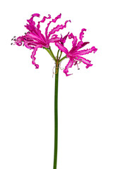 Detailed view of a pink composed pedicels Nerine flower or Guernsey lily, isolated on a white background.