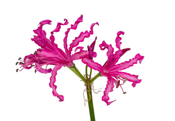 Detailed view of a pink composed beautiful Nerine flower or Guernsey lily, isolated on a white background.