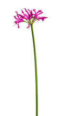 View of the beautiful pink composed Nerine flower or Guernsey lily, isolated on a white background.