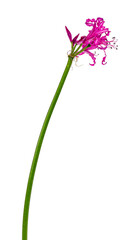 Side view of the beautiful pink composed Nerine flower or Guernsey lily, isolated on a white background.