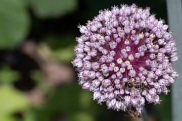 White pink Flower ball of the leek plant (Allium) with insects, text free space left, shallow depth of field, selective focus