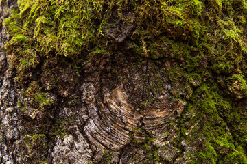 Old cracked tree bark with green moss and lichen close up. Abstract nature background texture
