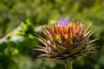 Fototapeta premium Flowering artichoke isolated from blurred green bushes in the background