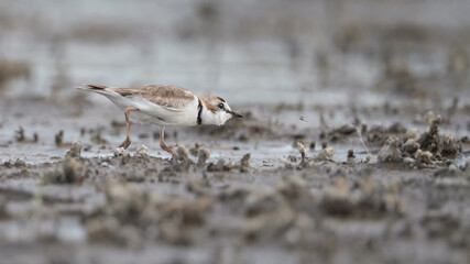 Chorlito de collar, charadrius collaris