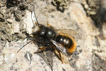 When males from the European orchard bee, Osmia cornuta,  age they tend to loose most if not all of their hairs ... this is a medium worn adult animal.
