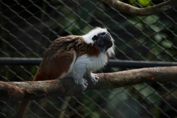 black and white lemur