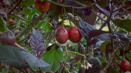 Tree tomato cultivation in the Colombian Andes Mountains.