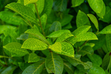 green leaves in the garden