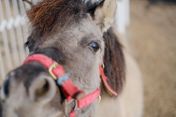 A pony walks in the aviary near the stable in the summer.