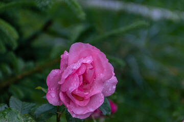 pink rose in the garden