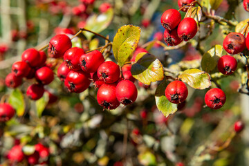 fruits d'églantier sauvage